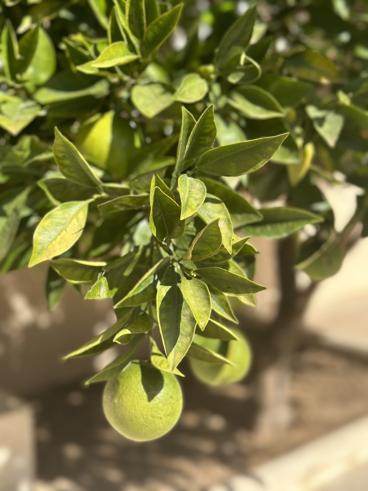 maison de ville à vendre MAURAN  13130 maison T4 2 chambres