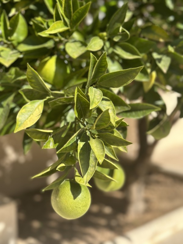 maison de ville à vendre MAURAN  13130 maison T4 2 chambres